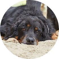 hund