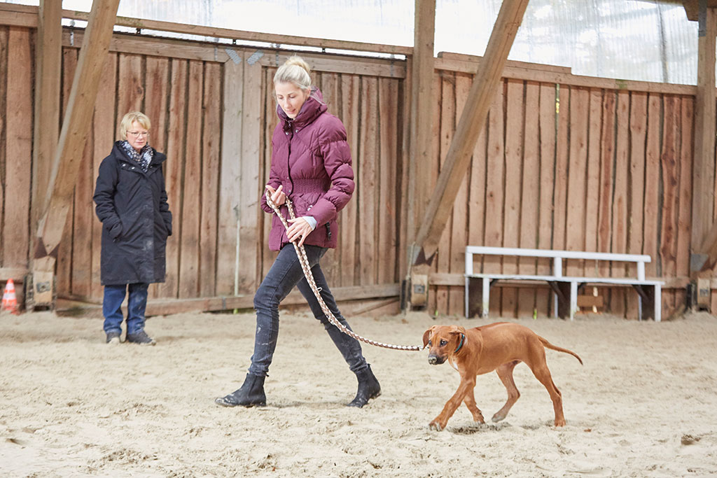 hundeschulhof janssen