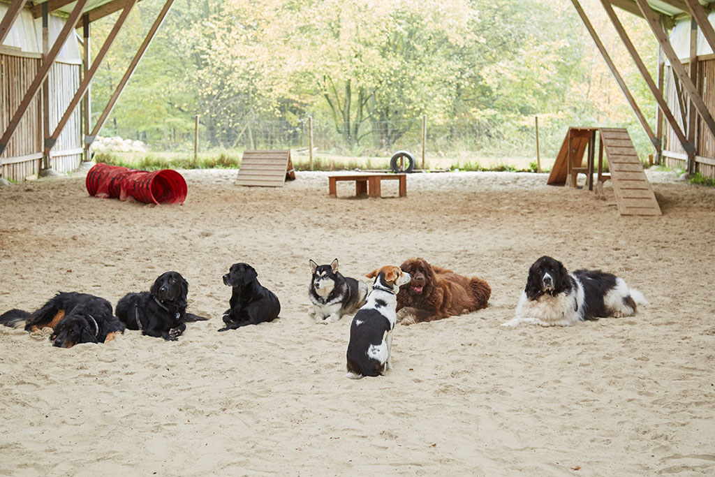 hundeschulhof janssen